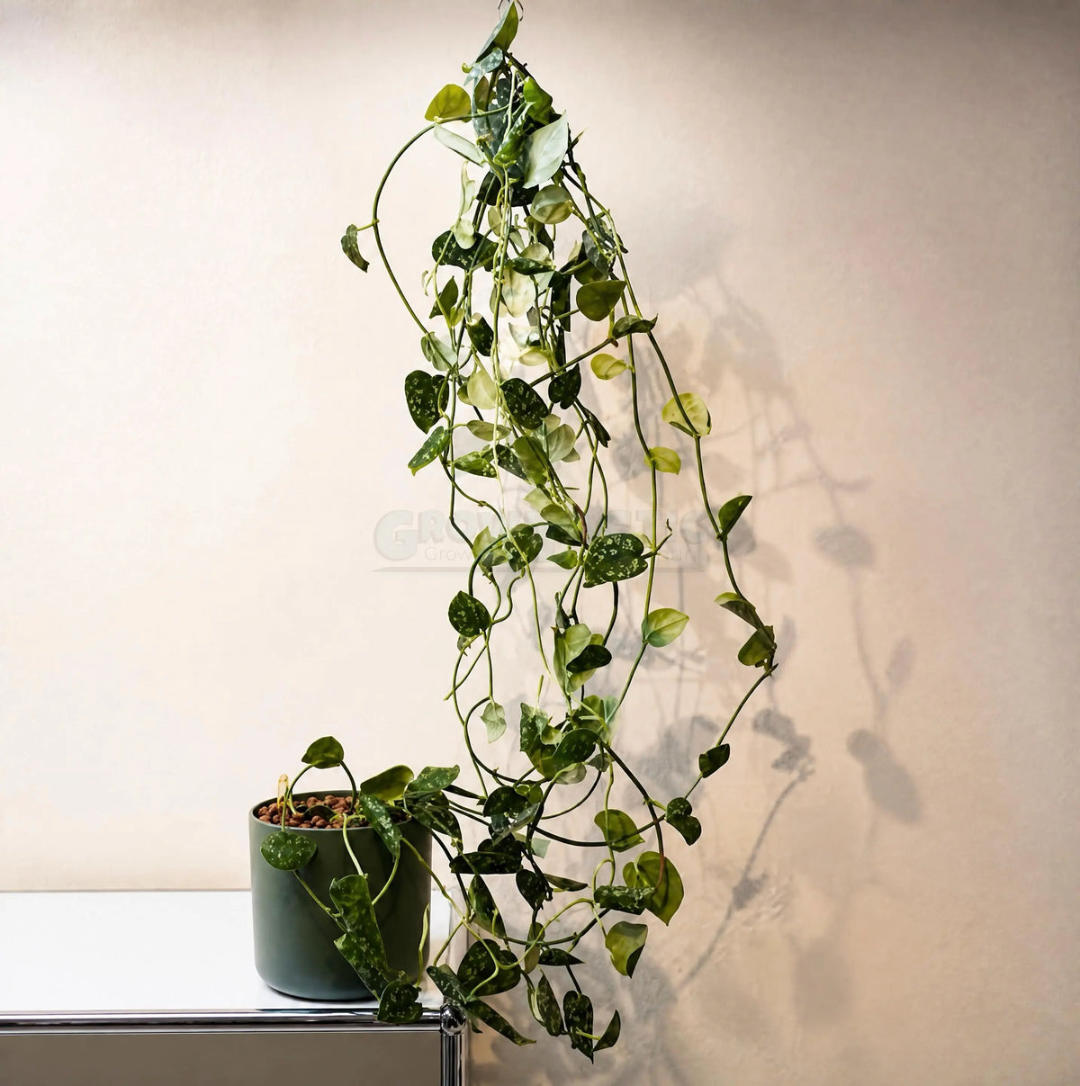 Scindapsus pictus ‘Argyraeus’ - Pothos macchiato / Pothos argentato