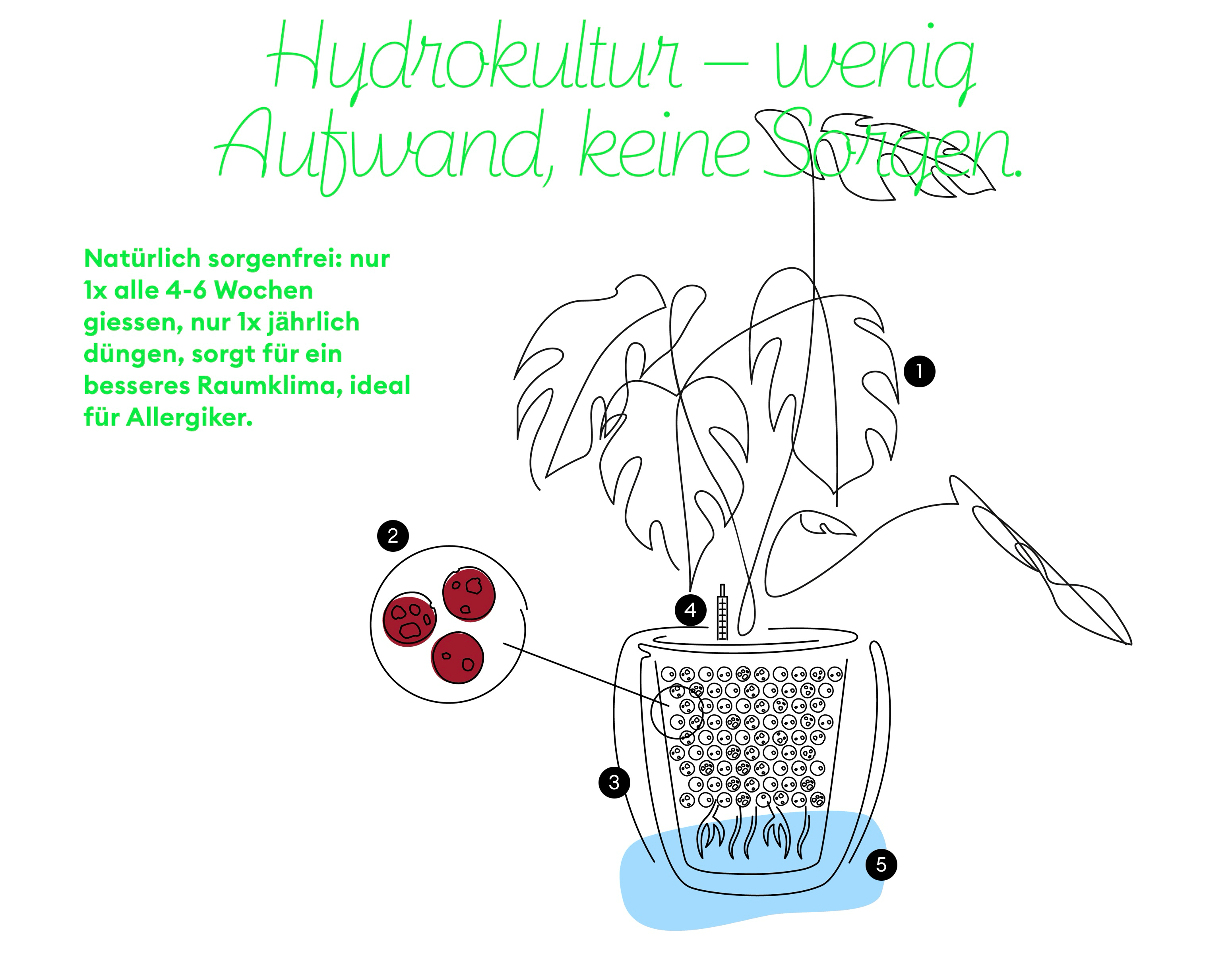 Illustration einer Hydrokulturpflanze mit Anweisungen zur Pflege für Allergiker, minimaler Aufwand.