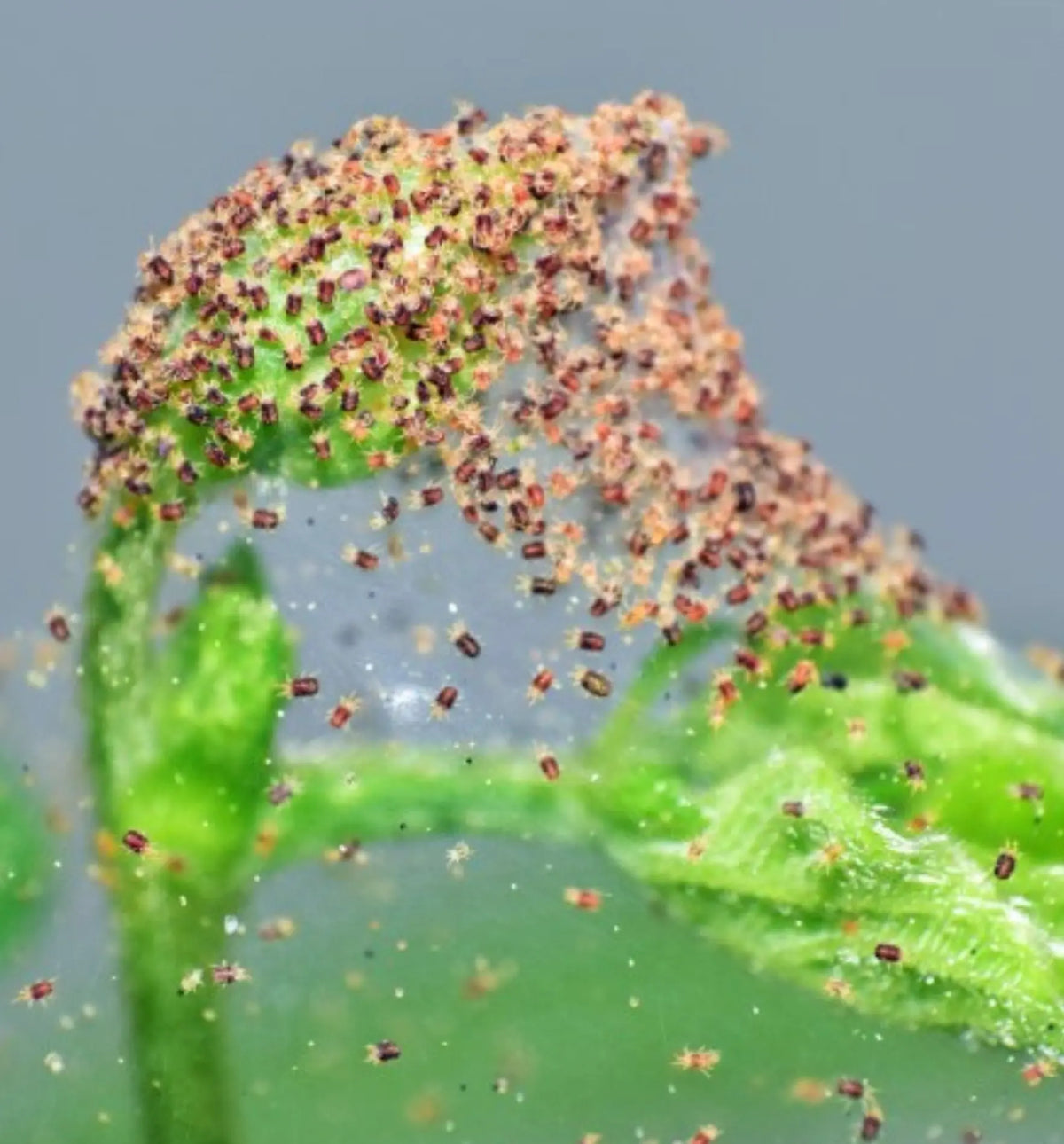 Nützlinge: Phytoseiulus persimilis Raubmilben gegen Spinnmilben, biologischer Pflanzenschutz, von Biocontrol & Biogarten.