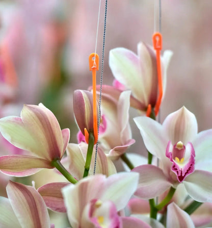 Nieukoop Nice-Co-Rol Jojo 1