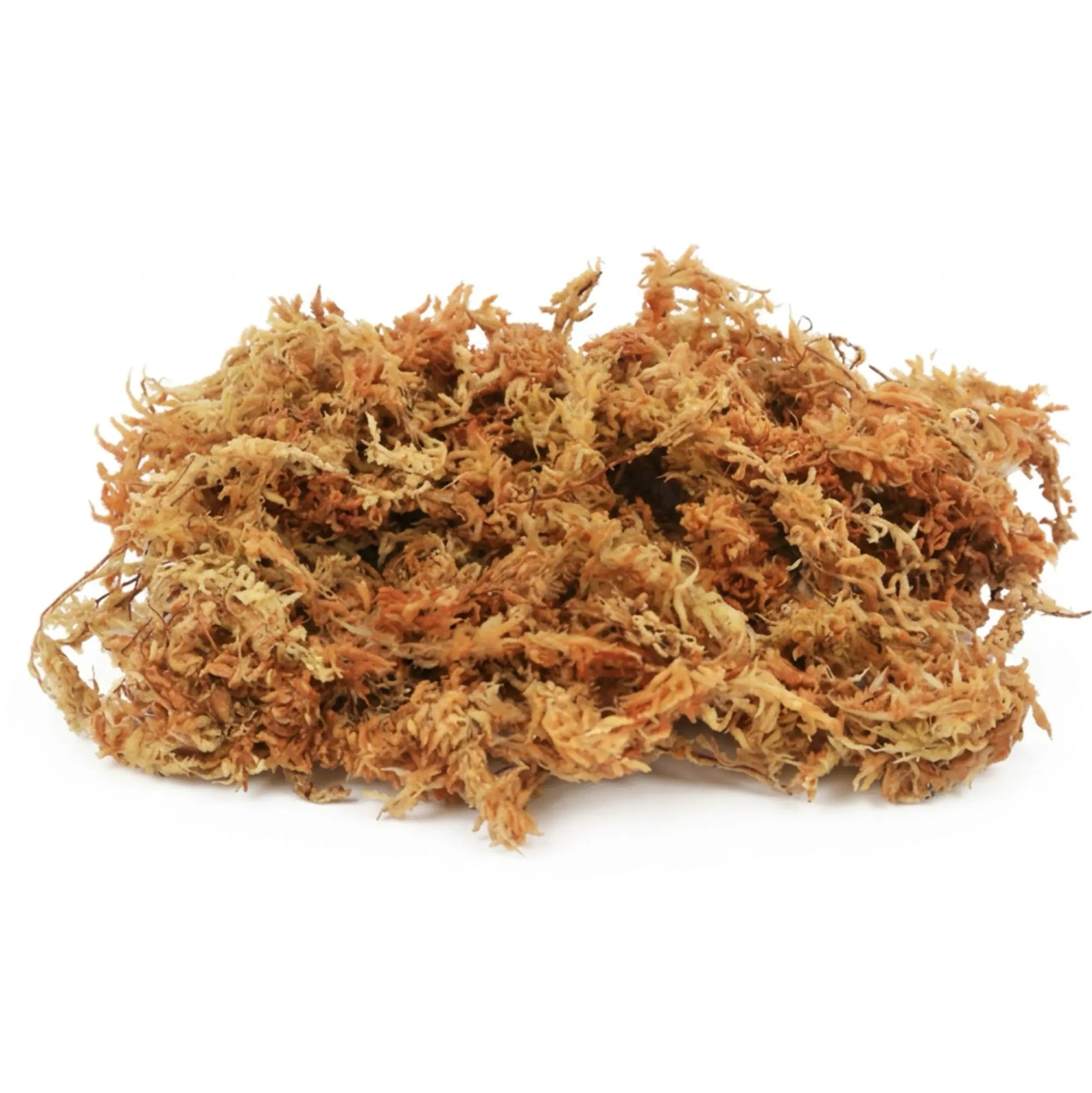 Sphagnum Moss