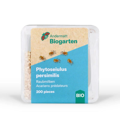 Nützlinge: Phytoseiulus persimilis Raubmilben gegen Spinnmilben, biologischer Schädlingsbekämpfer, auf einer grünen Pflanze.