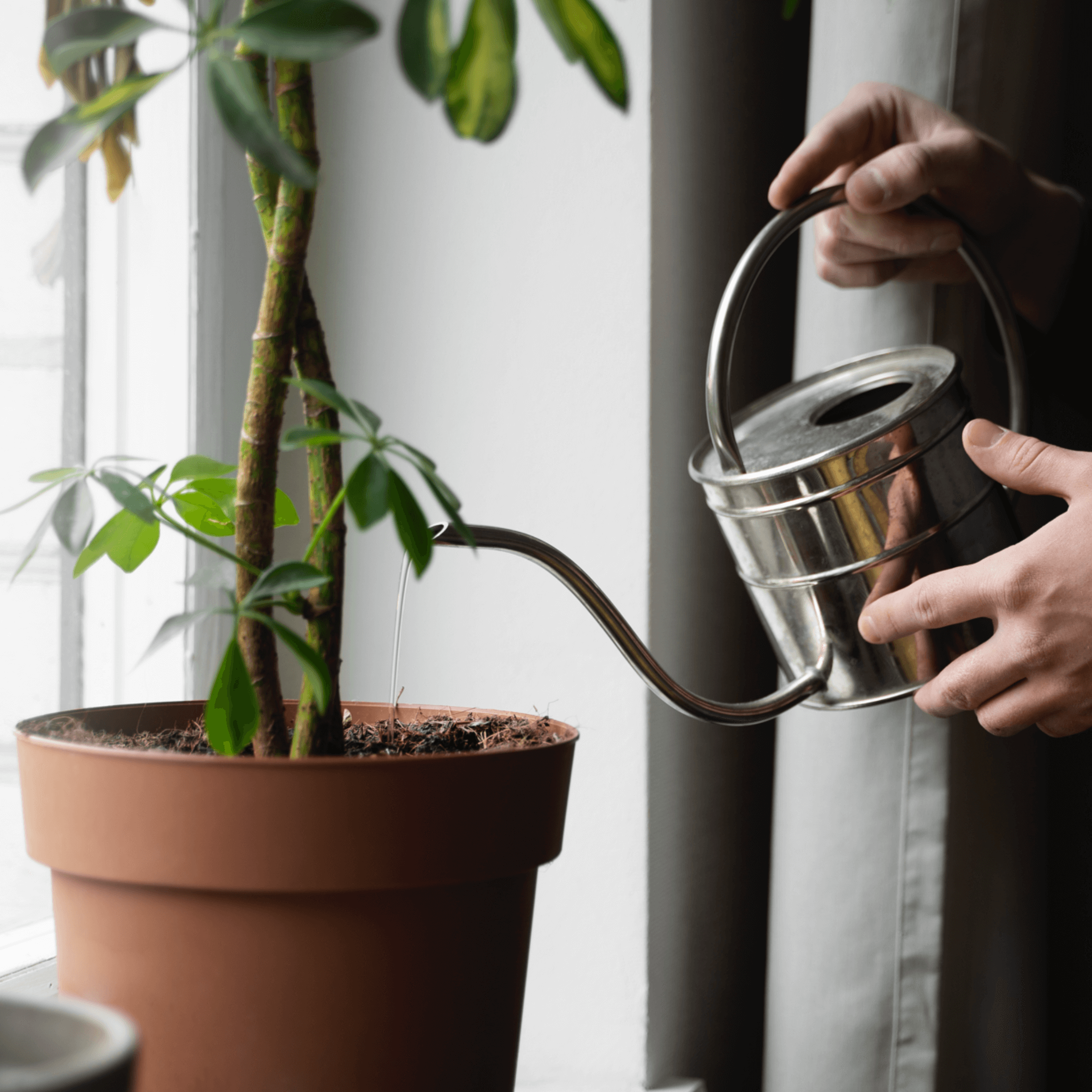 Hände gießen eine Pflanze mit einer silbernen Gießkanne in einem Topf vor einem Fenster.