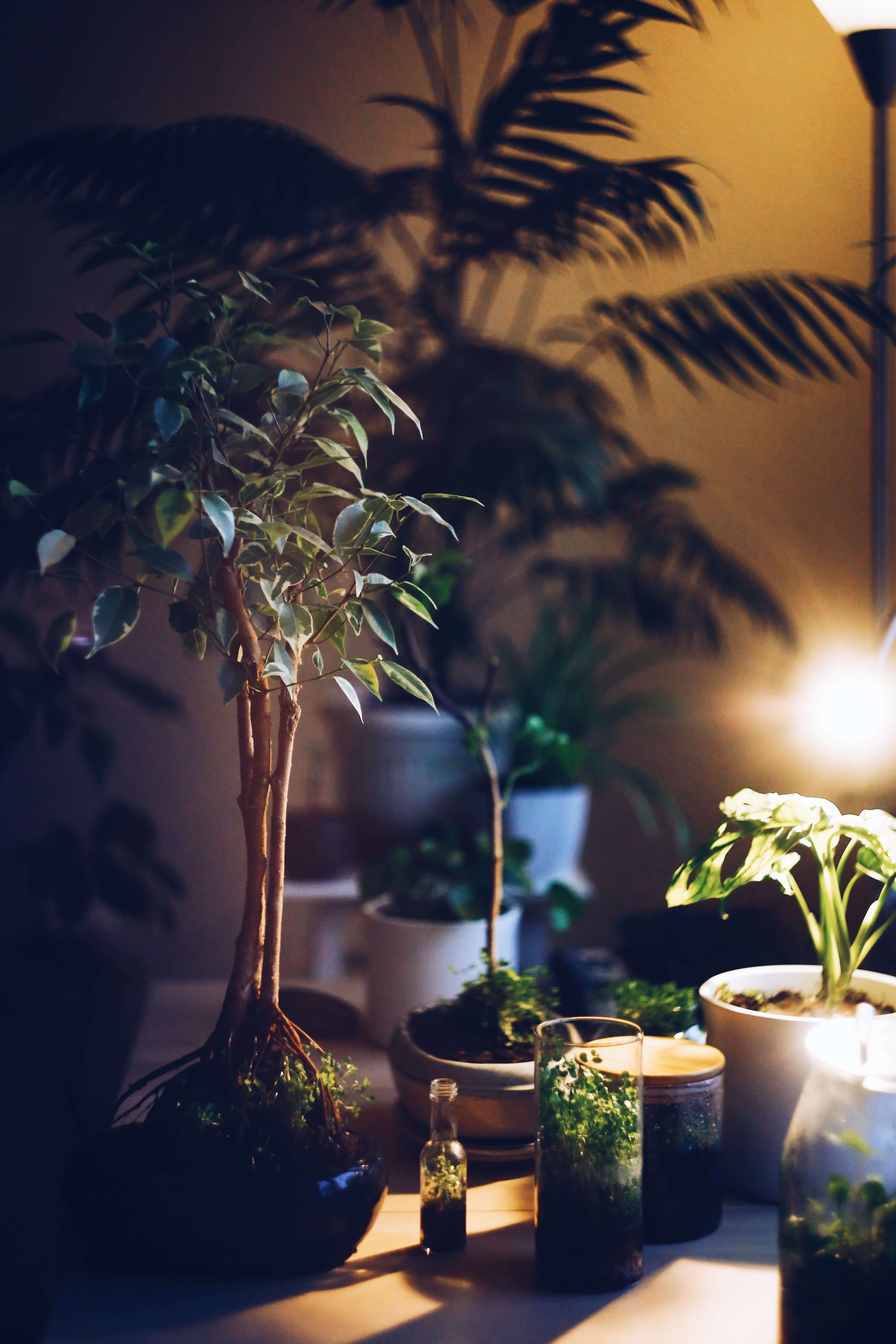 Zuhause mit Pflanzen und Gläsern, die das Wachstum in einem gemütlichen Raum beleuchten.