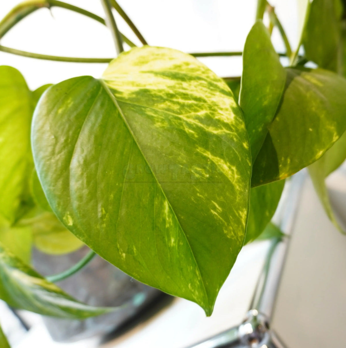 Zimmerpflanzen Epipremnum aureum 
