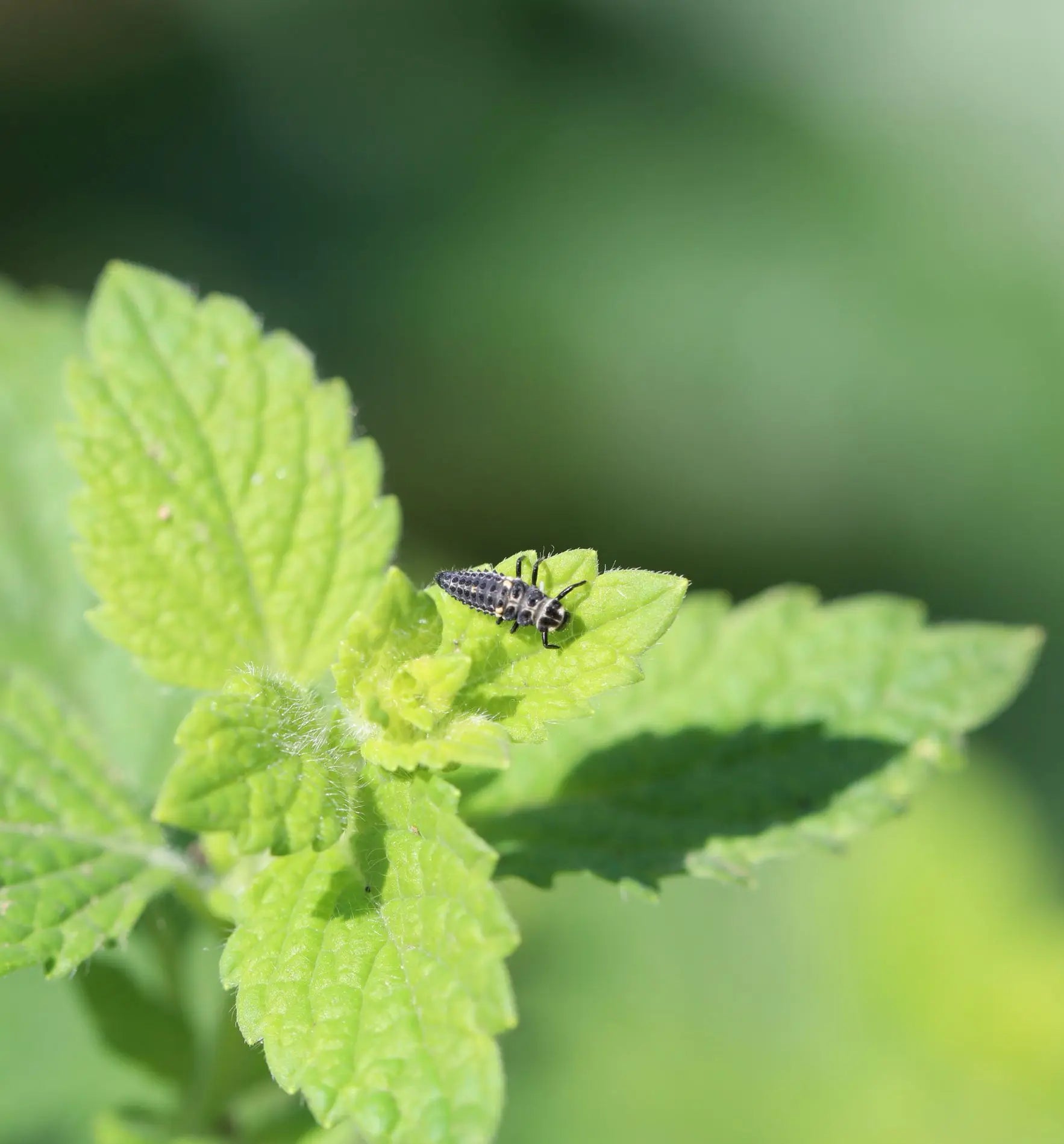 25 Adalia Marienkäfer gegen Blattläuse, Nützlinge von Biocontrol & Biogarten, natürliche Schädlingsbekämpfung, Käfer im Einsatz