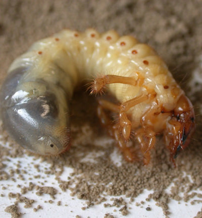 Nützlinge Biocontrol & Biogarten Melonem Nematoden gegen Maikäferlarven, für 10 m², natürliche Schädlingsbekämpfung im Garten