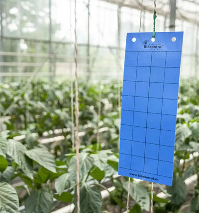 Blaufalle Catch-it Blau zur Thripsbefallsüberwachung, Pflanzenschutz von Biocontrol & Biogarten, blaue Falle im Einsatz