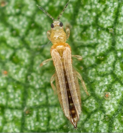 Blaufalle von Biocontrol & Biogarten zur Thrips-Befallsüberwachung, blaue Pflanzenschutzfalle für Gartenpflanzen.