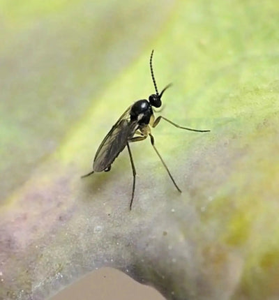 Gelbfalle von Biocontrol & Biogarten zur Schädlingskontrolle, gelber Lockstofffalle gegen Insekten, im Einsatz.