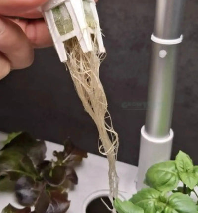 Hydroponisches System Kitchen Garden Mini in Weiß von HTP für einfache Kräuter- und Gemüsekultur zu Hause