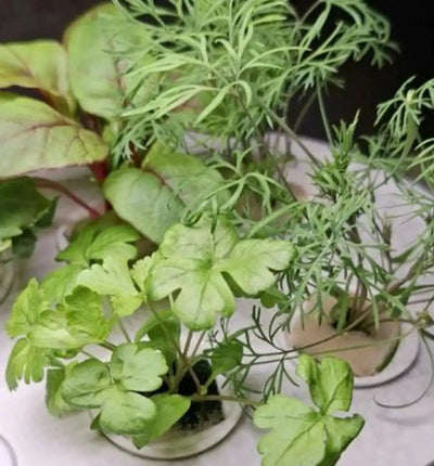 Hydroponisches System Kitchen Garden Mini White von HTP, kleines weißes Hydrokultursystem für den Anbau von Kräutern und Gemüse.