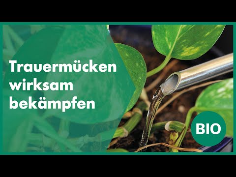 Biogarten Trauermücken Video