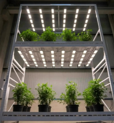 Sanlight Stixx 4-100 LED Pflanzenleuchte für Unter- und Oberbeleuchtung, energiesparende LED-Lampe für Pflanzenwachstum