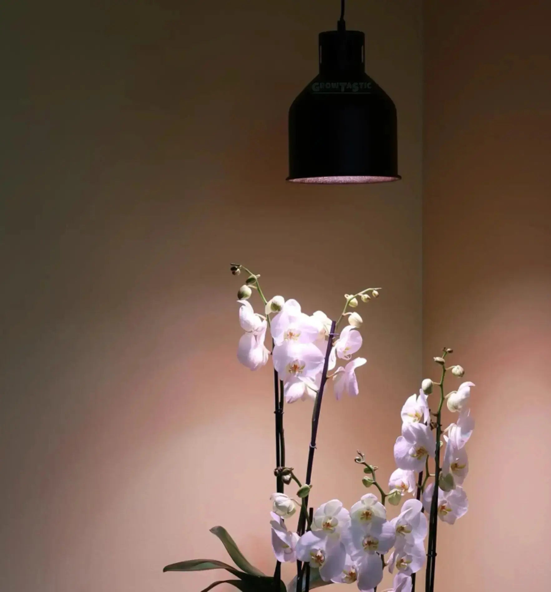 LAmpenschrim Pflanzelampe